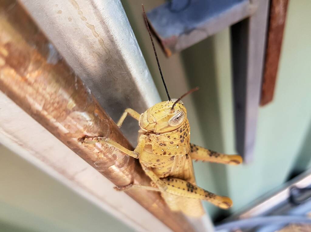 Adult female Giant Grasshopper nymph (Valanga irregularis), Alice Springs NT