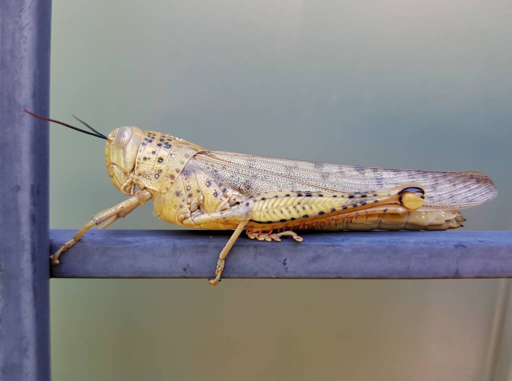 Adult female Giant Grasshopper nymph (Valanga irregularis), Alice Springs NT