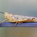 Adult female Giant Grasshopper nymph (Valanga irregularis), Alice Springs NT