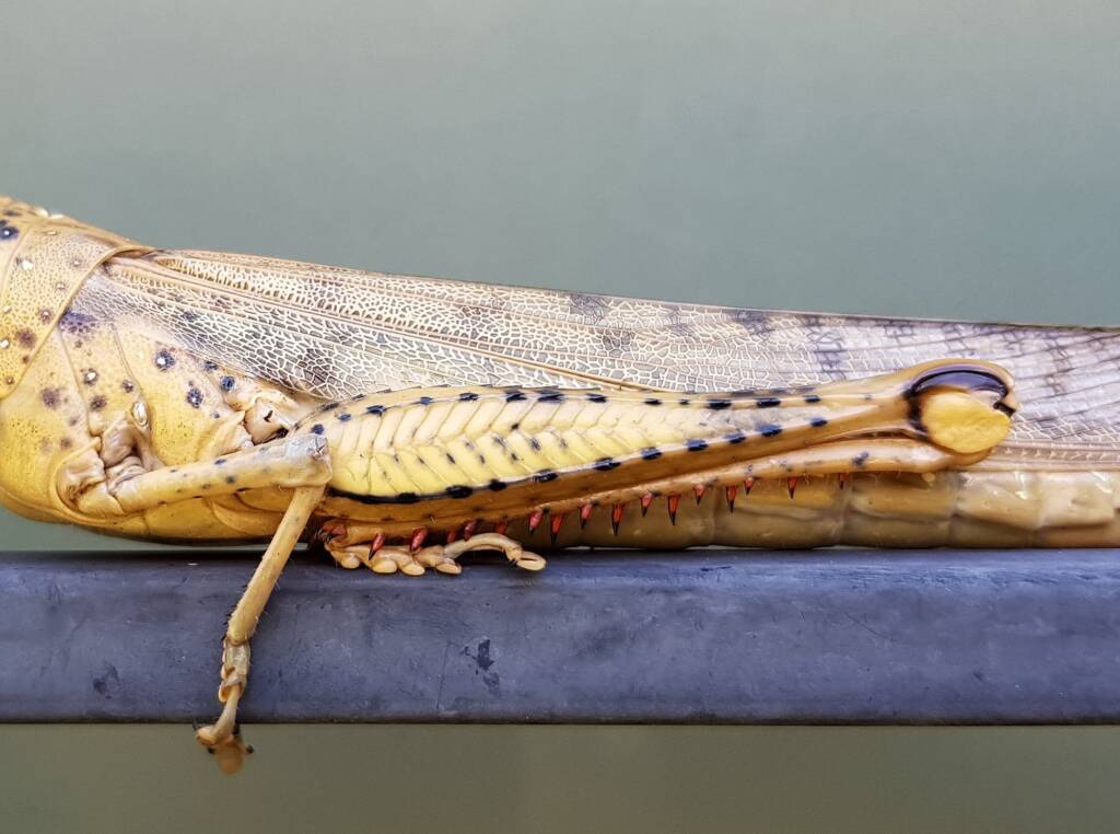 Adult female Giant Grasshopper nymph (Valanga irregularis), Alice Springs NT