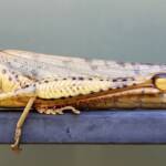 Adult female Giant Grasshopper nymph (Valanga irregularis), Alice Springs NT