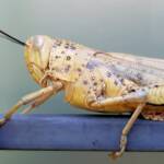 Adult female Giant Grasshopper nymph (Valanga irregularis), Alice Springs NT