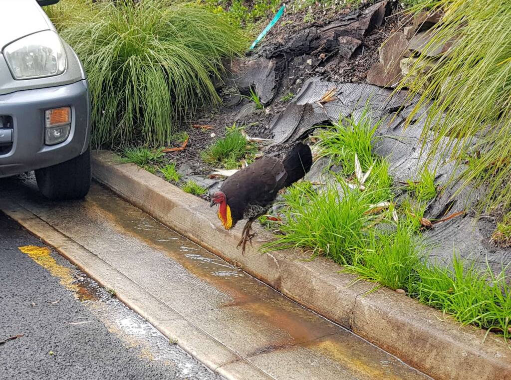 Australian Brush-turkey (Alectura lathami), Dee Why NSW