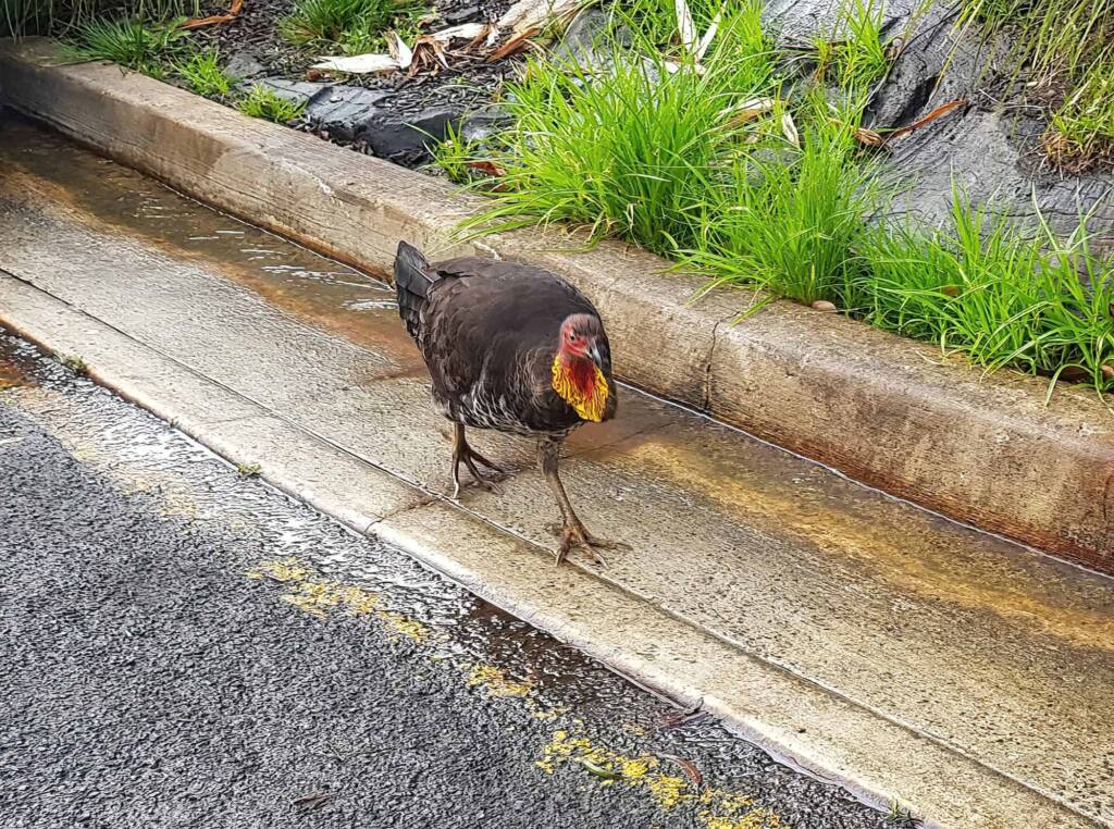 Australian Brush-turkey (Alectura lathami), Dee Why NSW