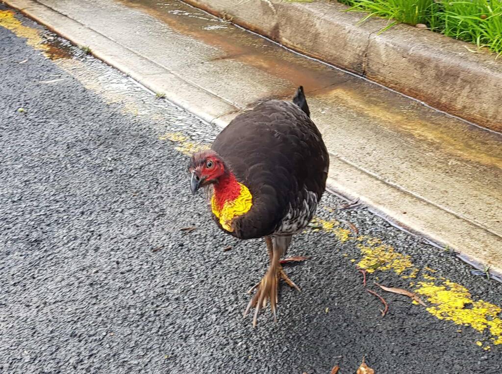 Australian Brush-turkey (Alectura lathami), Dee Why NSW