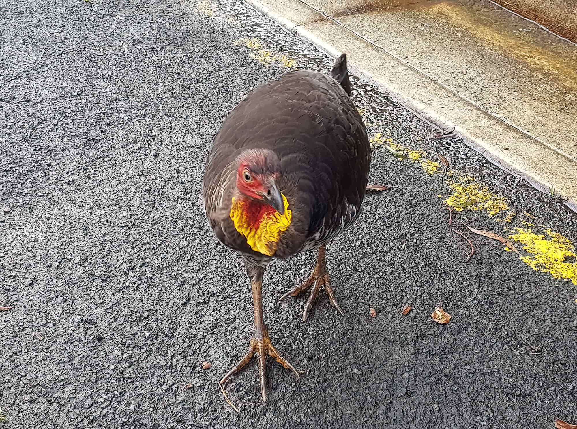 Australian Brush-turkey (Alectura lathami), Dee Why NSW