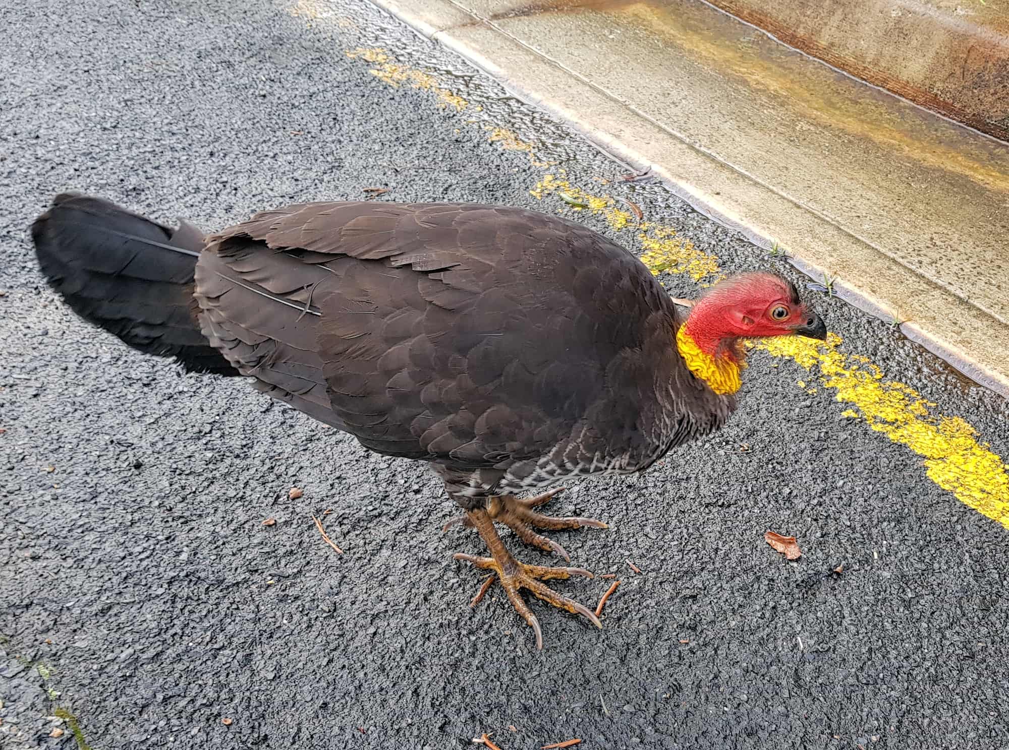 Australian Brush-turkey (Alectura lathami), Dee Why NSW