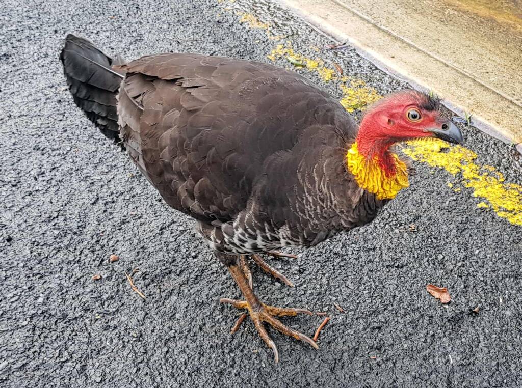 Australian Brush-turkey (Alectura lathami), Dee Why NSW