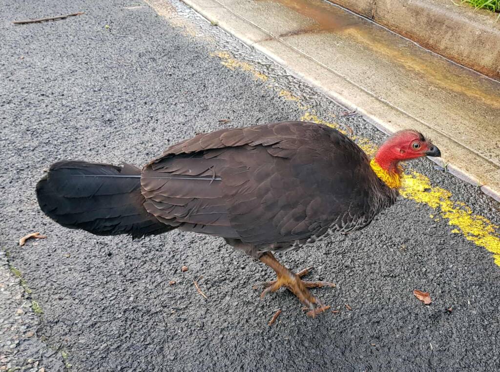 Australian Brush-turkey (Alectura lathami), Dee Why NSW