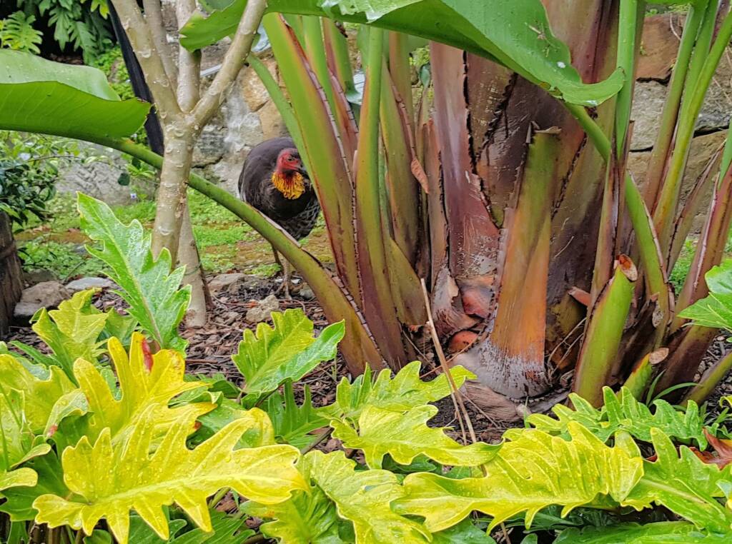 Australian Brush-turkey (Alectura lathami), Dee Why NSW