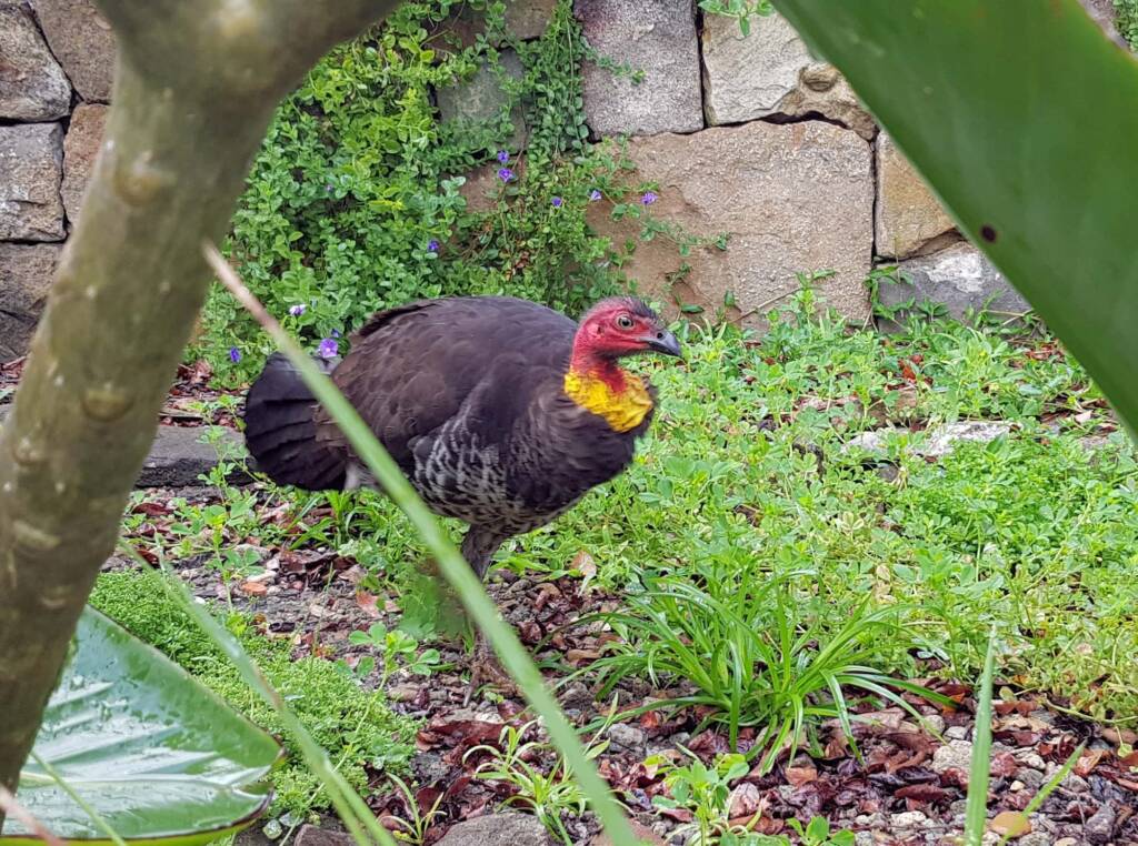 Australian Brush-turkey (Alectura lathami), Dee Why NSW