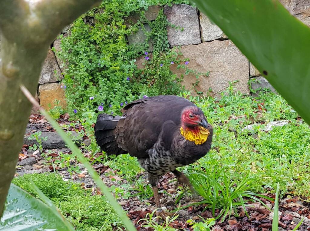 Australian Brush-turkey (Alectura lathami), Dee Why NSW