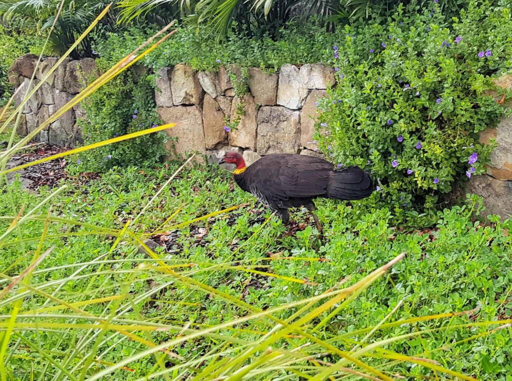 Australian Brush-turkey (Alectura lathami), Dee Why NSW