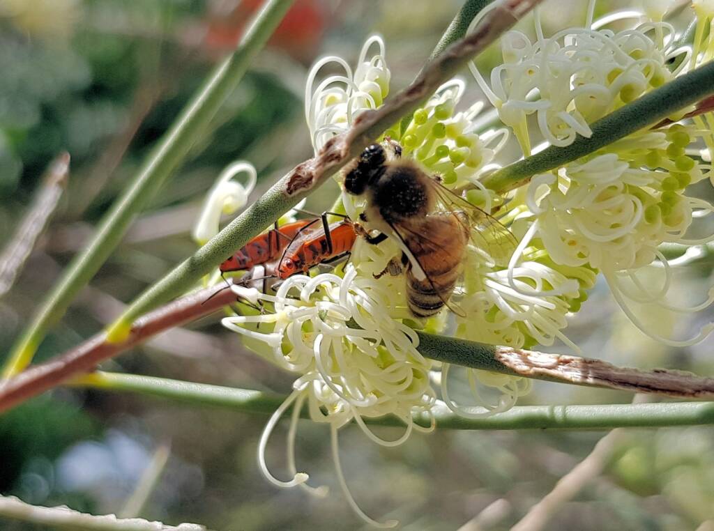 Needlewood (Hakea leucoptera) with European Honey Bee (Apis mellifera) and Soapberry Bug (Leptocoris sp), Alice Springs NT