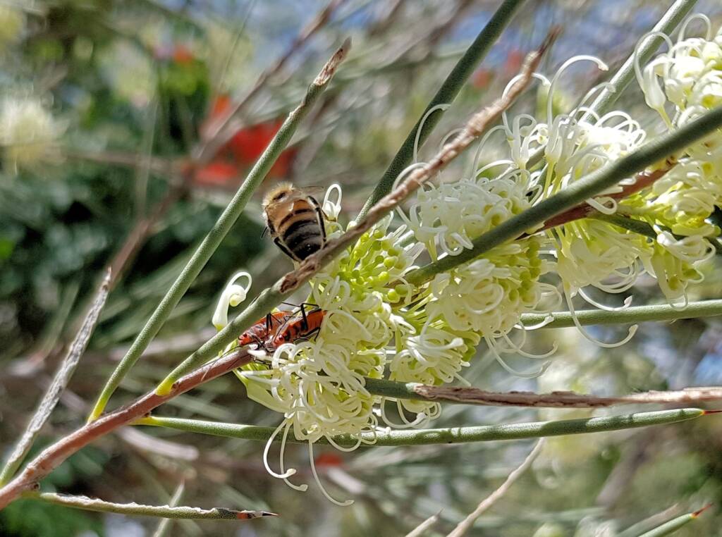 Needlewood (Hakea leucoptera) with European Honey Bee (Apis mellifera) and Soapberry Bug (Leptocoris sp), Alice Springs NT
