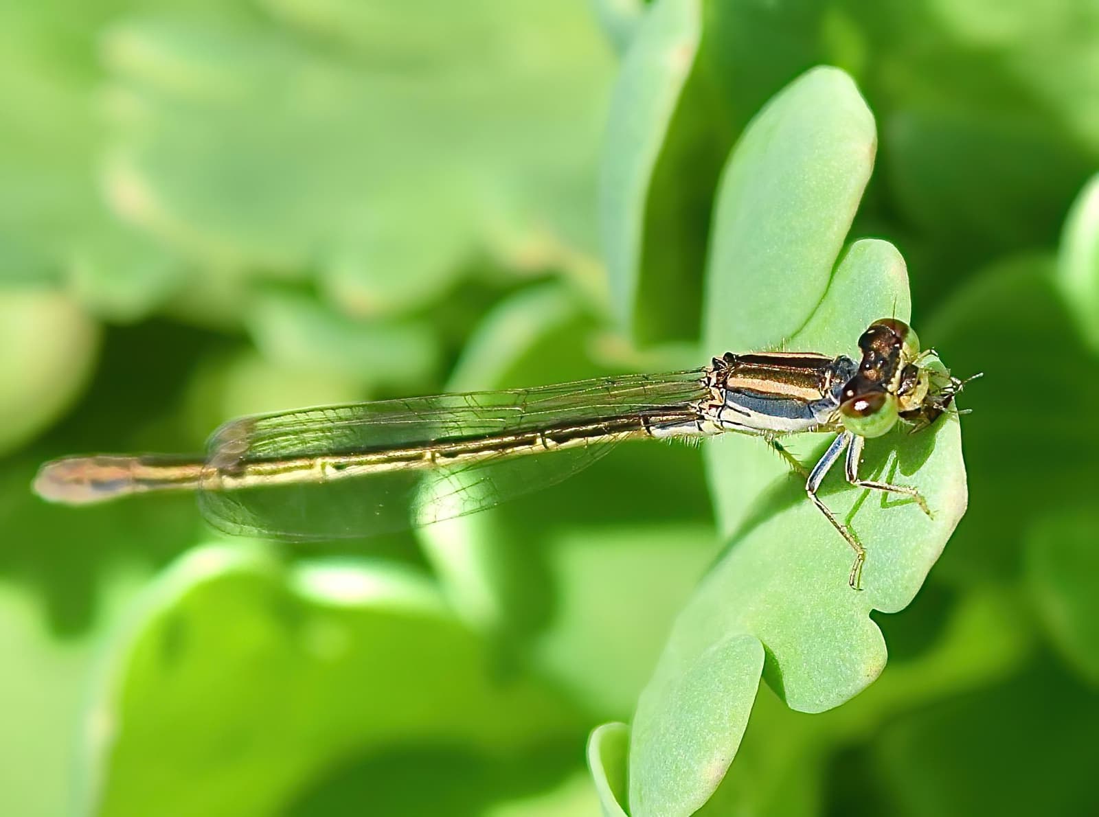 Aurora Bluetail Damselfly (Ischnura aurora), Roma QLD © Dianne Bickers