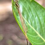 Aurora Bluetail Damselfly (Ischnura aurora), Roma QLD © Dianne Bickers