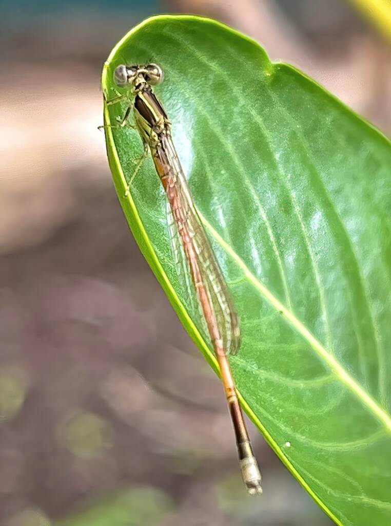 Aurora Bluetail Damselfly (Ischnura aurora), Roma QLD © Dianne Bickers