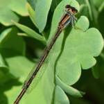 Aurora Bluetail Damselfly (Ischnura aurora), Roma QLD © Dianne Bickers