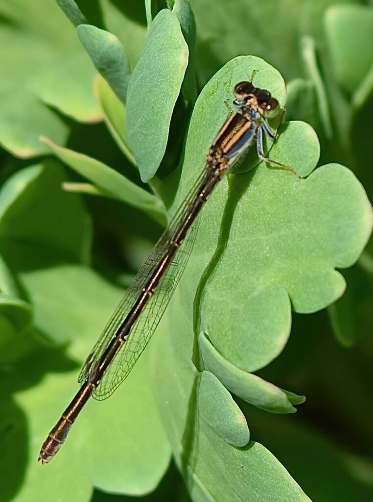 Aurora Bluetail Damselfly (Ischnura aurora), Roma QLD © Dianne Bickers
