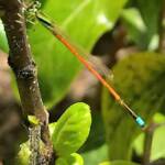 Aurora Bluetail Damselfly (Ischnura aurora), Roma QLD © Dianne Bickers