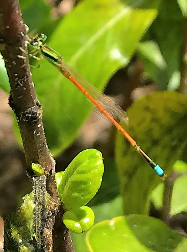 Aurora Bluetail Damselfly (Ischnura aurora), Roma QLD © Dianne Bickers