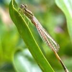Aurora Bluetail Damselfly (Ischnura aurora), Roma QLD © Dianne Bickers