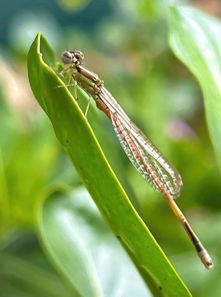 Aurora Bluetail Damselfly (Ischnura aurora), Roma QLD © Dianne Bickers