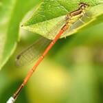 Aurora Bluetail Damselfly (Ischnura aurora), Roma QLD © Dianne Bickers