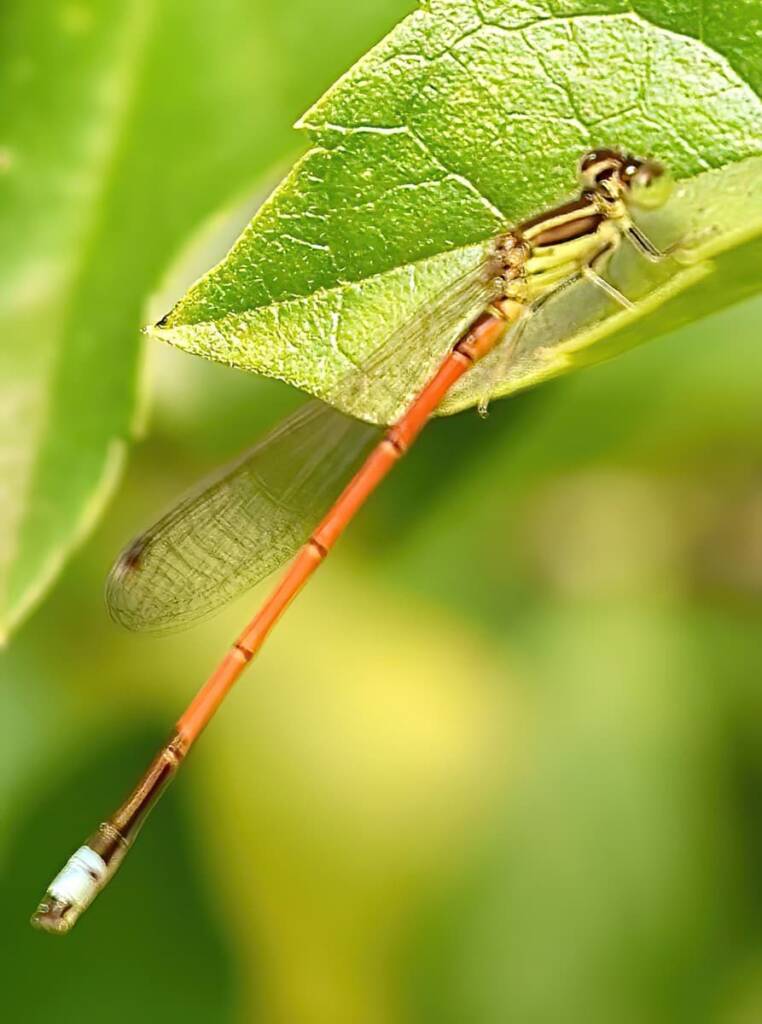 Aurora Bluetail Damselfly (Ischnura aurora), Roma QLD © Dianne Bickers