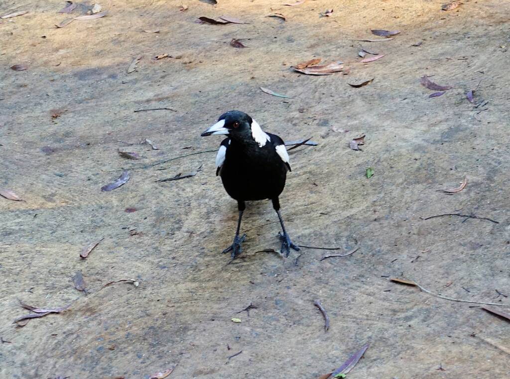 Australian Magpie (Gymnorhina tibicen), Stony Range Regional Botanic Garden, Dee Why NSW