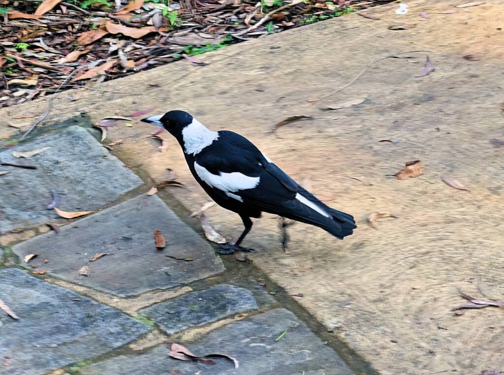 Australian Magpie (Gymnorhina tibicen), Stony Range Regional Botanic Garden, Dee Why NSW