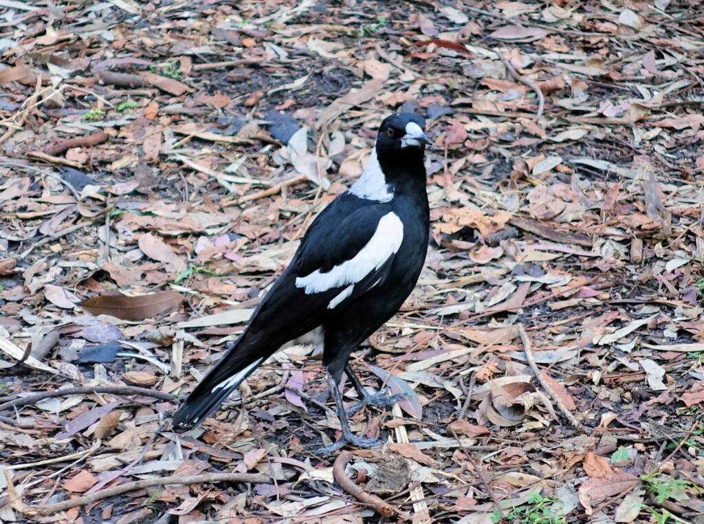 Australian Magpie (Gymnorhina tibicen), Stony Range Regional Botanic Garden, Dee Why NSW