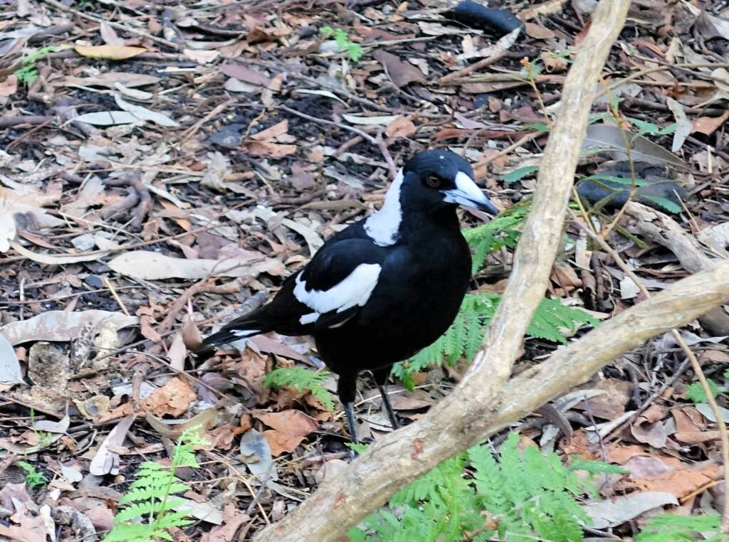 Australian Magpie (Gymnorhina tibicen), Stony Range Regional Botanic Garden, Dee Why NSW