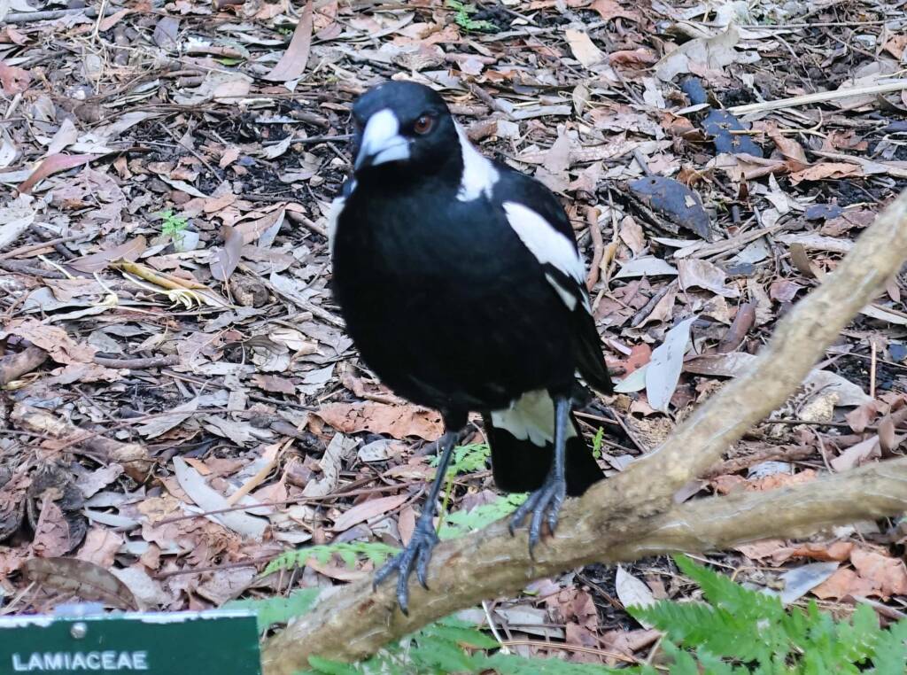 Australian Magpie (Gymnorhina tibicen), Stony Range Regional Botanic Garden, Dee Why NSW