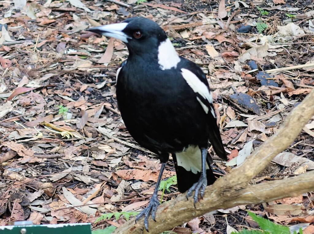 Australian Magpie (Gymnorhina tibicen), Stony Range Regional Garden, Dee Why NSW