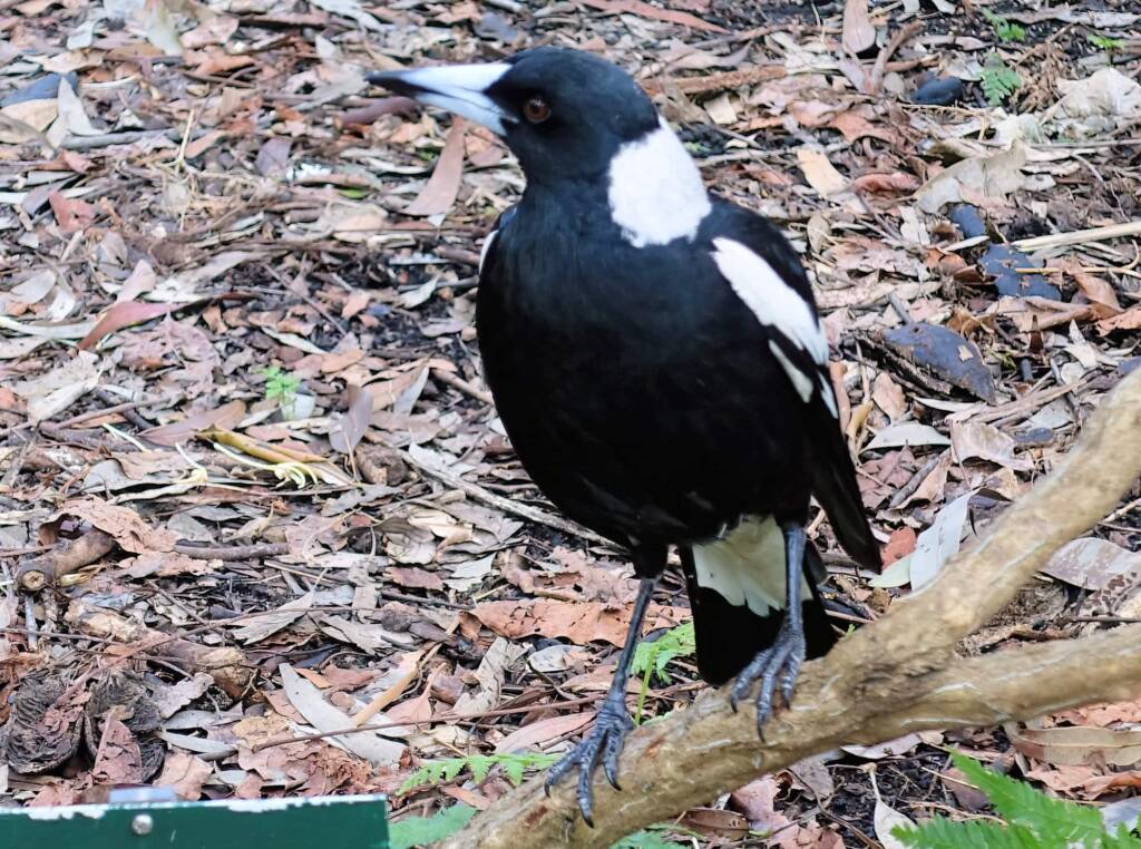 Australian Magpie (Gymnorhina tibicen), Stony Range Regional Botanic Garden, Dee Why NSWqqq