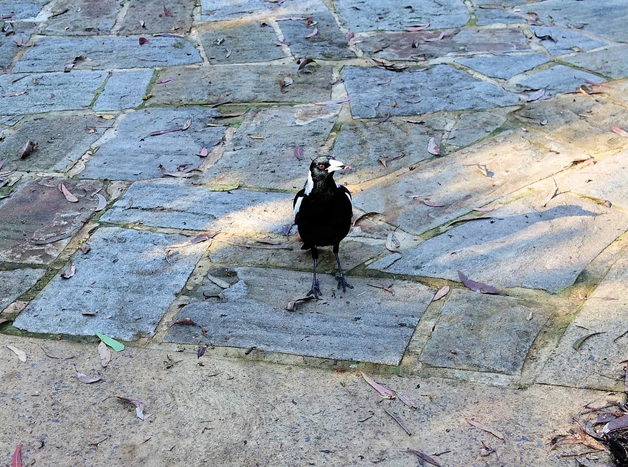 Australian Magpie (Gymnorhina tibicen), Stony Range Regional Botanic Garden, Dee Why NSW