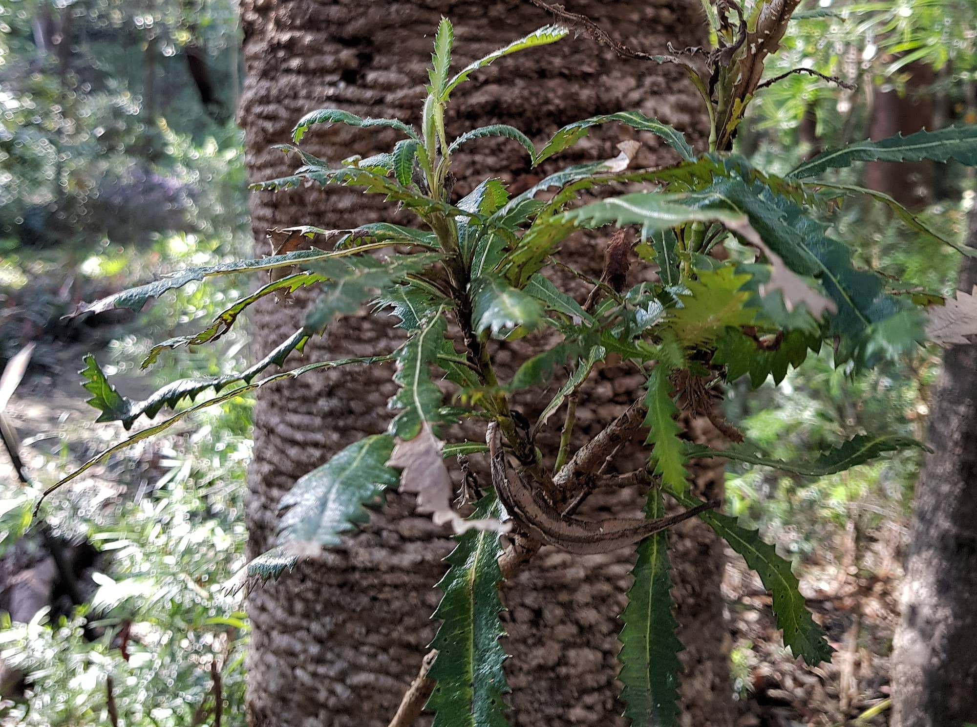 Banksia serrata (Saw Tooth Banksia / Old Man Banksia), Stony Range Regional Botanic Garden, Dee Why, NSW