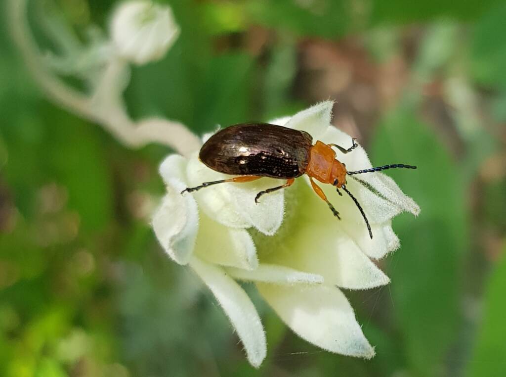Pittosporum Leaf Beetle (Lamprolina impressicollis), Stony Range Regional Botanic Garden, Dee Why NSW