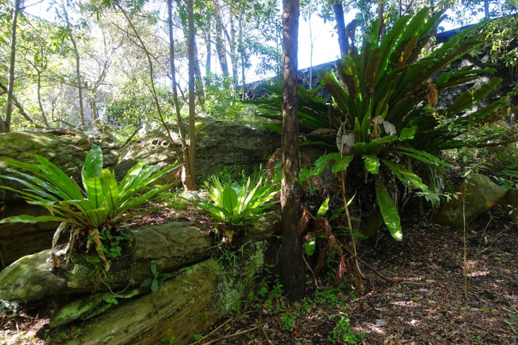 Bird's Nest Fern (Asplenium australasicum), Stony Range Regional Botanic Garden, Dee Why NSW