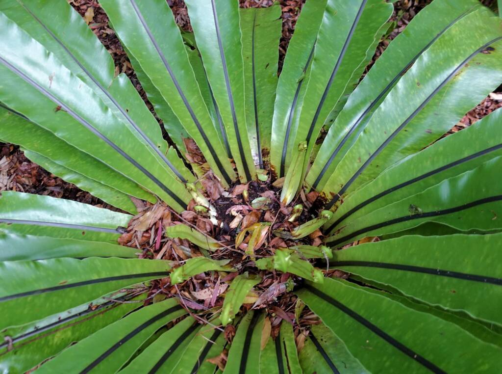 Bird's Nest Fern (Asplenium australasicum), Stony Range Regional Botanic Garden, Dee Why NSW