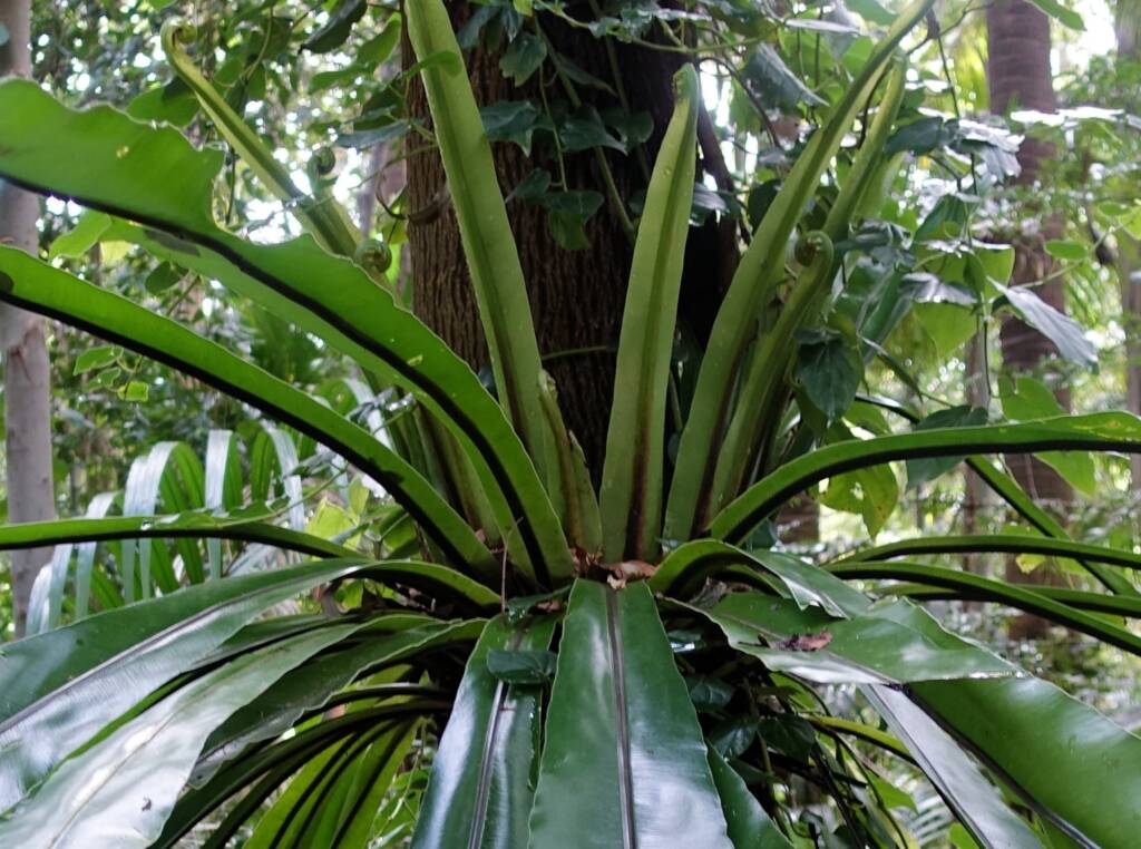 Bird's Nest Fern (Asplenium australasicum), Stony Range Regional Botanic Garden, Dee Why NSW