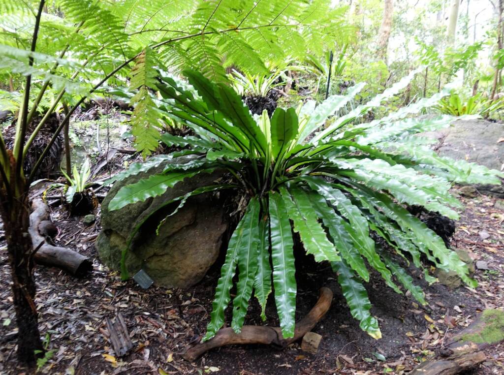 Bird's Nest Fern (Asplenium australasicum), Stony Range Regional Botanic Garden, Dee Why NSW