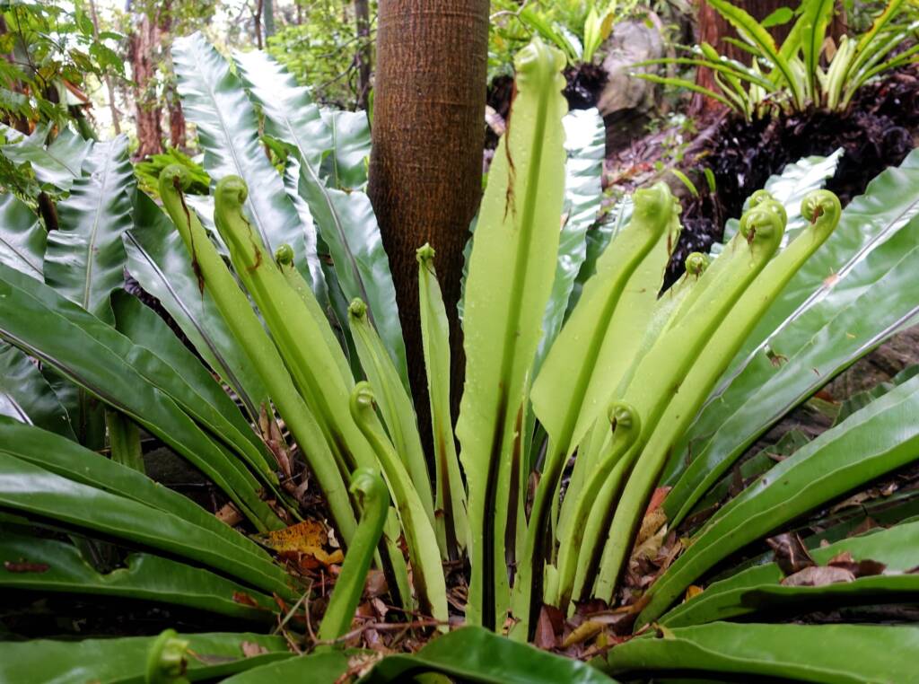 Bird's Nest Fern (Asplenium australasicum), Stony Range Regional Botanic Garden, Dee Why NSW