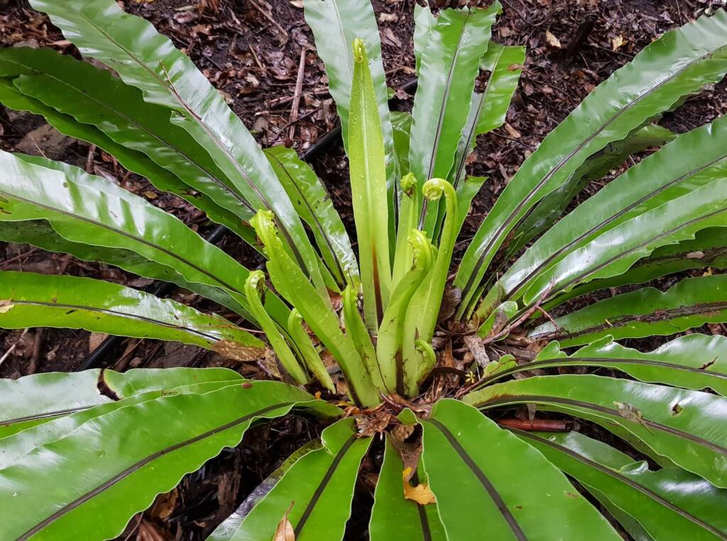 Bird's Nest Fern (Asplenium australasicum), Stony Range Regional Botanic Garden, Dee Why NSW