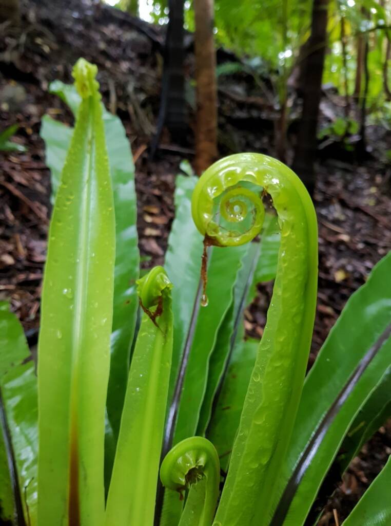 Bird's Nest Fern (Asplenium australasicum), Stony Range Regional Botanic Garden, Dee Why NSW