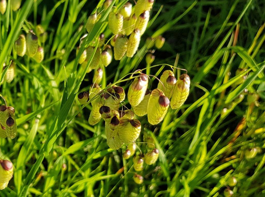 Blowfly Grass (Briza maxima), Dee Why, Northern Beaches NSW