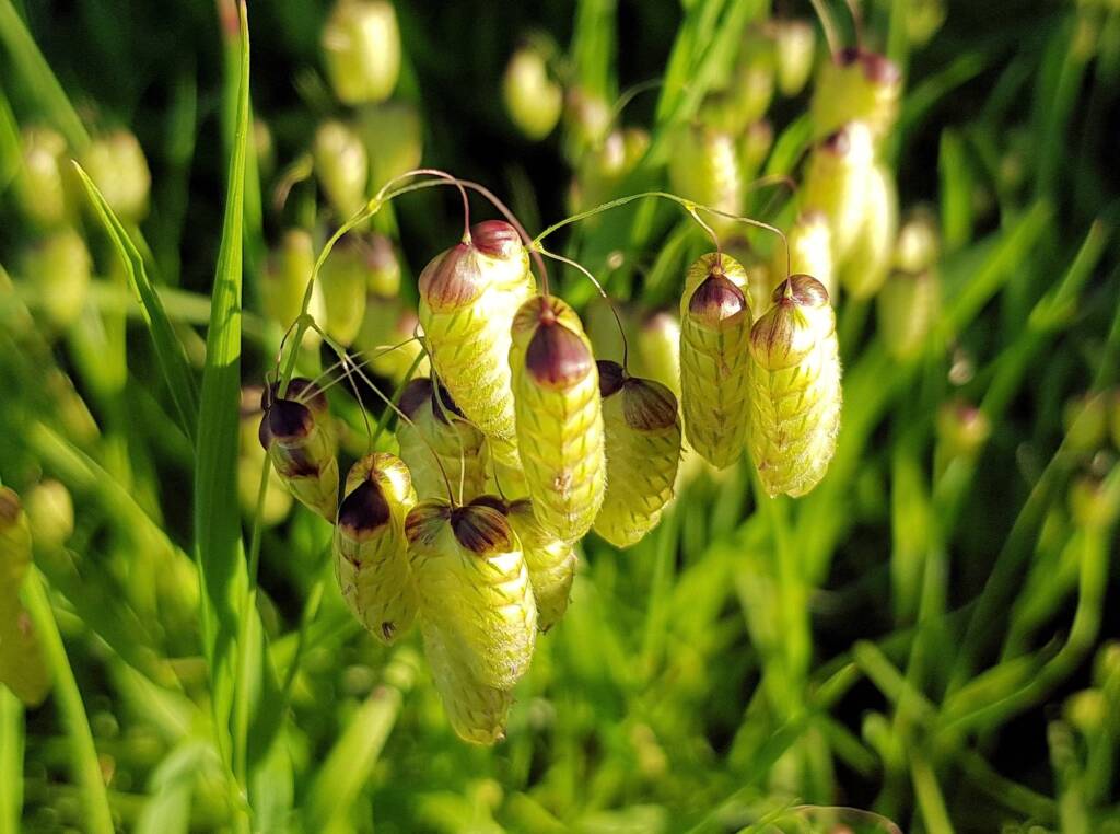 Blowfly Grass (Briza maxima), Dee Why, Northern Beaches NSW