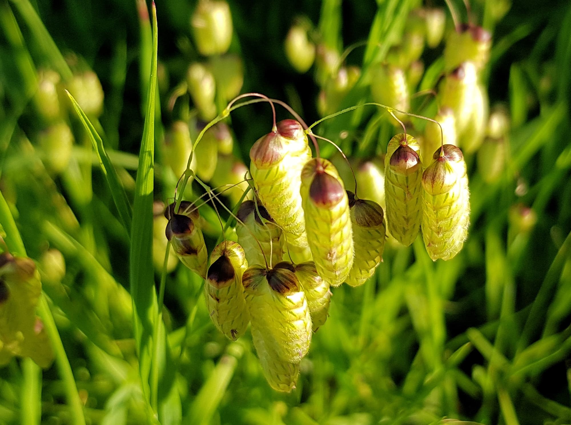 Blowfly Grass (Briza maxima), Dee Why, Northern Beaches NSW